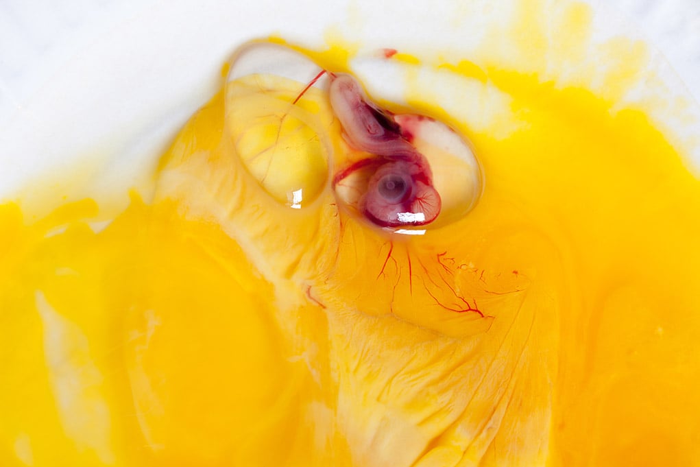鸡蛋是受精的