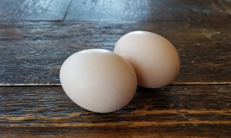 奥尔平顿鸡鸡蛋