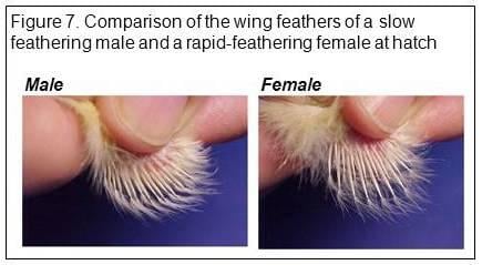 用羽毛鉴定小鸡的性别