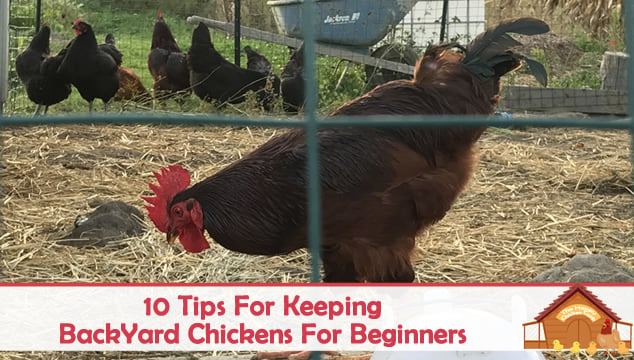 饲养后院养鸡的10个技巧