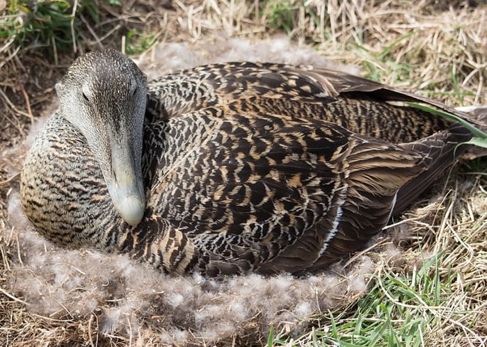 duck nesting