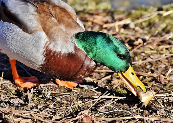 mallard duck eating