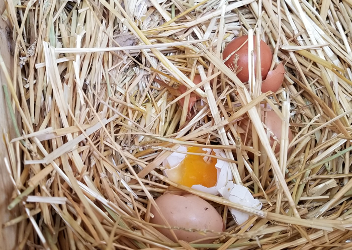 鸡吃自己的蛋