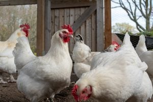 布列斯鸡——商业用的鸡品种