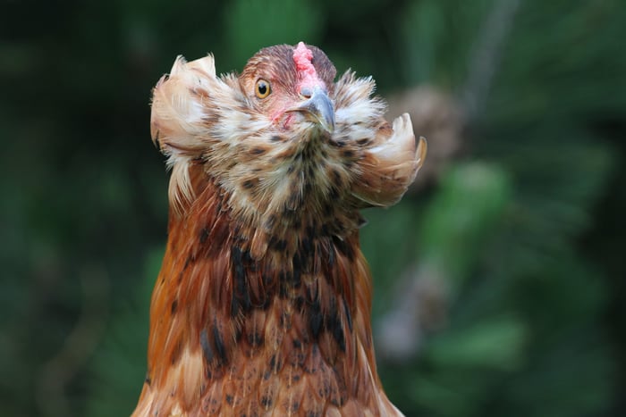 araucana-chicken-hen
