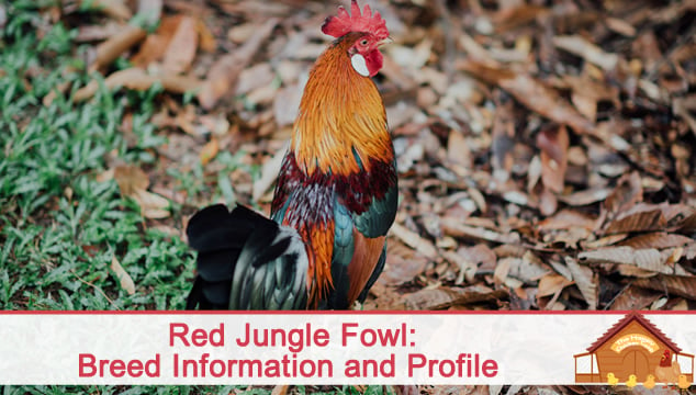 红色丛林鸟的特色图像