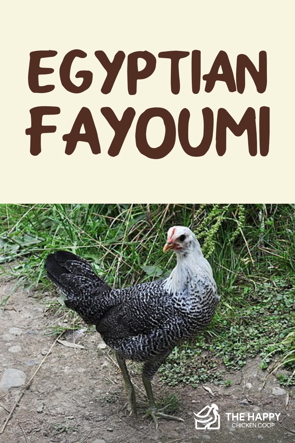 埃及Fayoumi