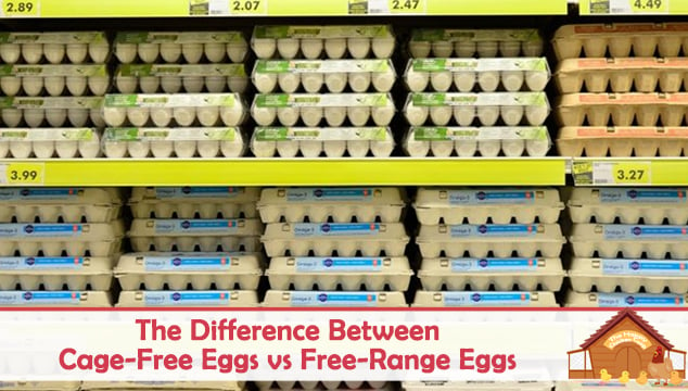 the difference between cage free eggs vs free range eggs