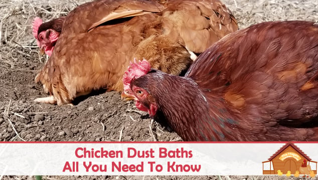 all about chicken dust baths