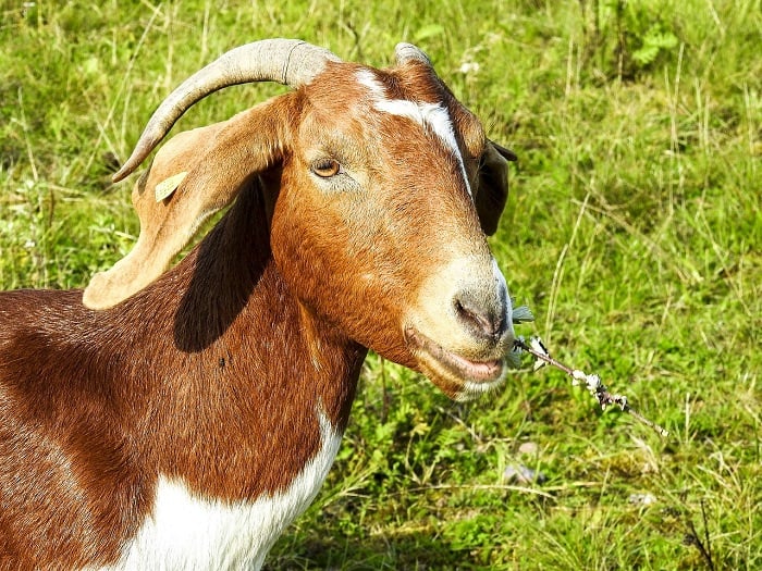All You Need to Know About Boer Goats