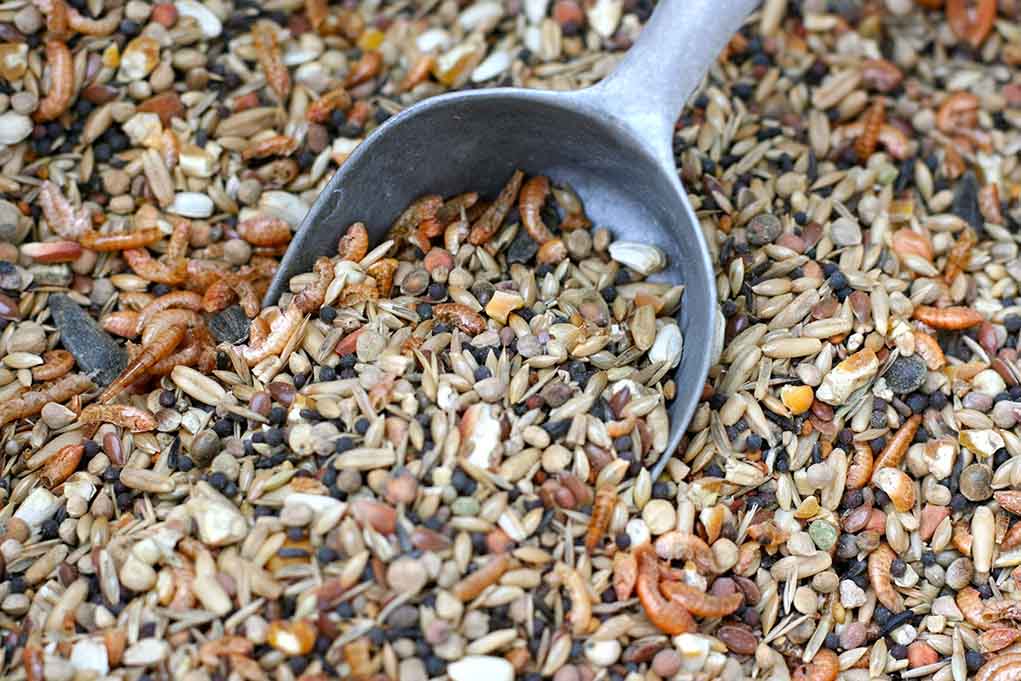 making your own chicken feed