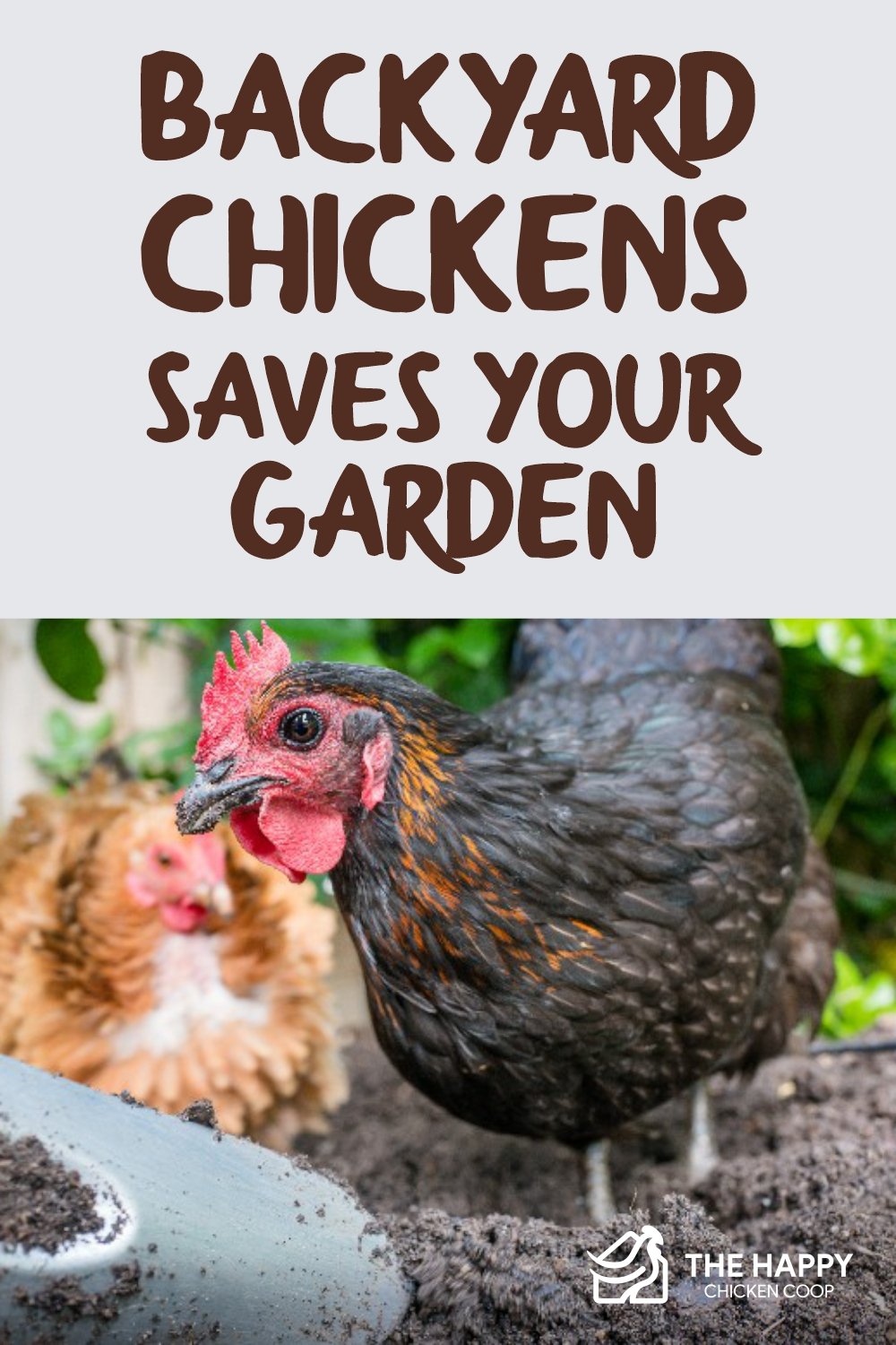 后院养鸡拯救你的花园