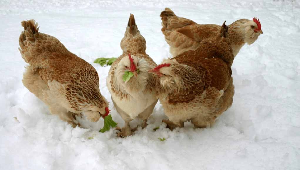 冬天对鸡犯的错误