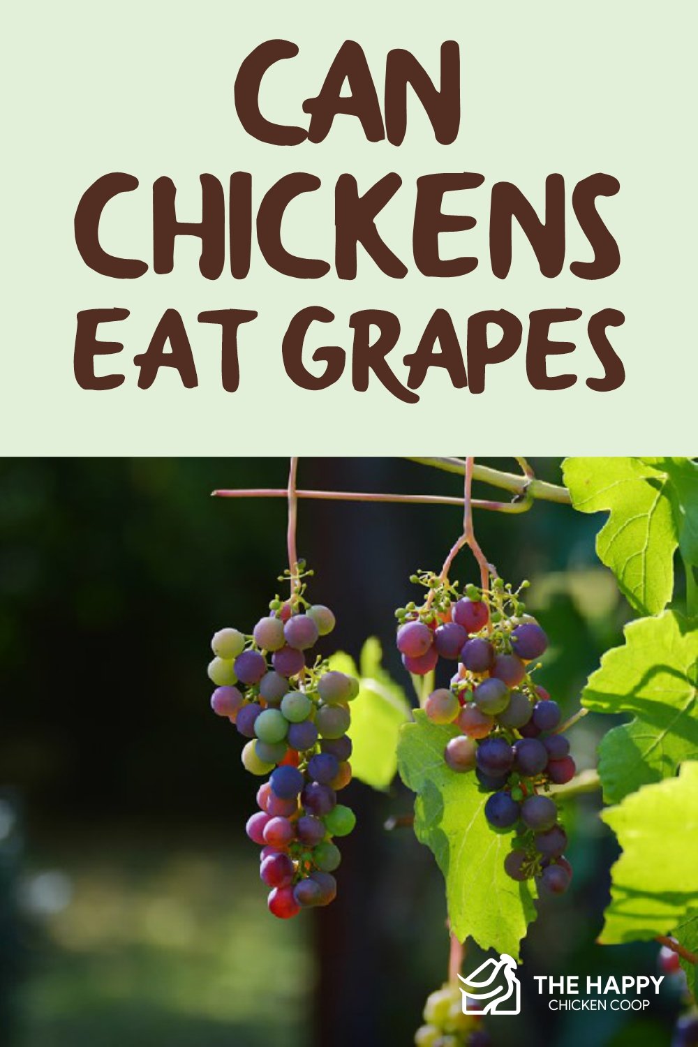 Can Chickens Eat Grapes