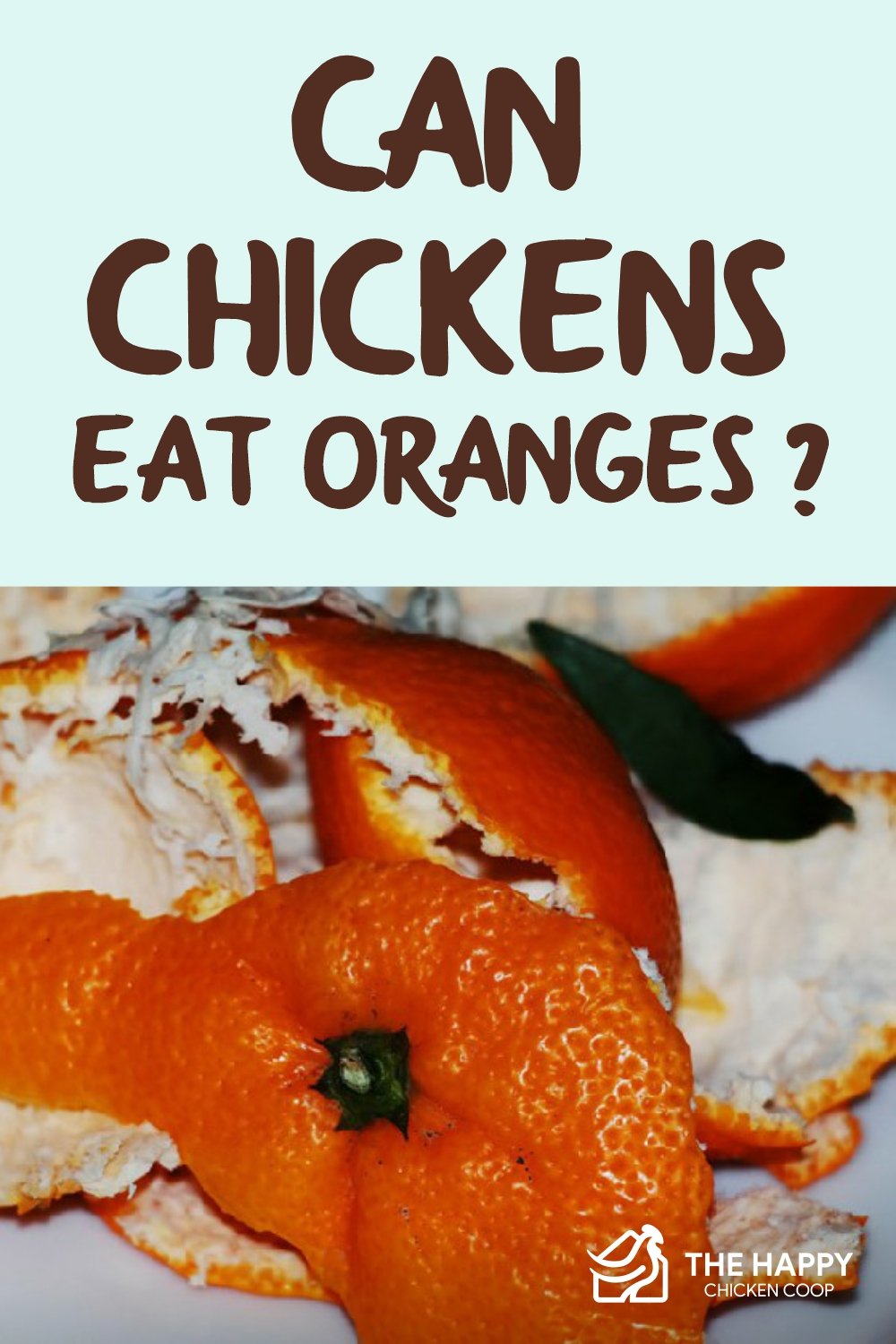 鸡能吃橘子吗?