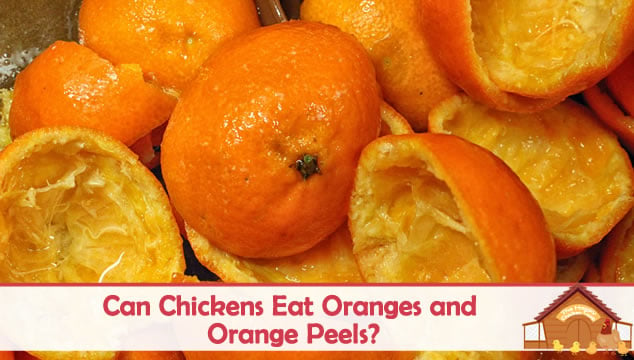 鸡能吃橘子和橘子皮吗