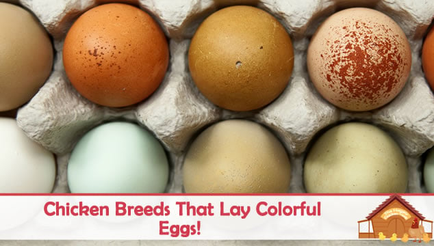 下彩色蛋的鸡