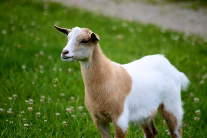Learn More About Fainting Goats
