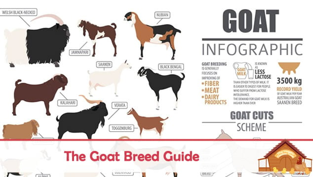 goat breed guide
