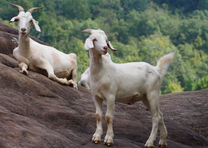 kiko goats