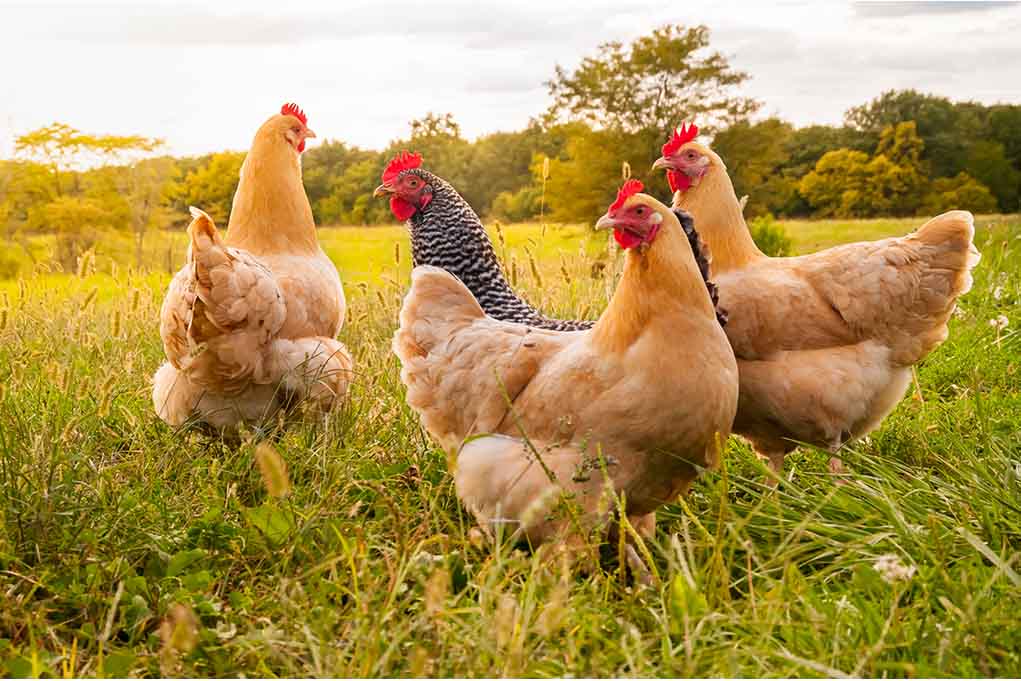 surprising things about chickens