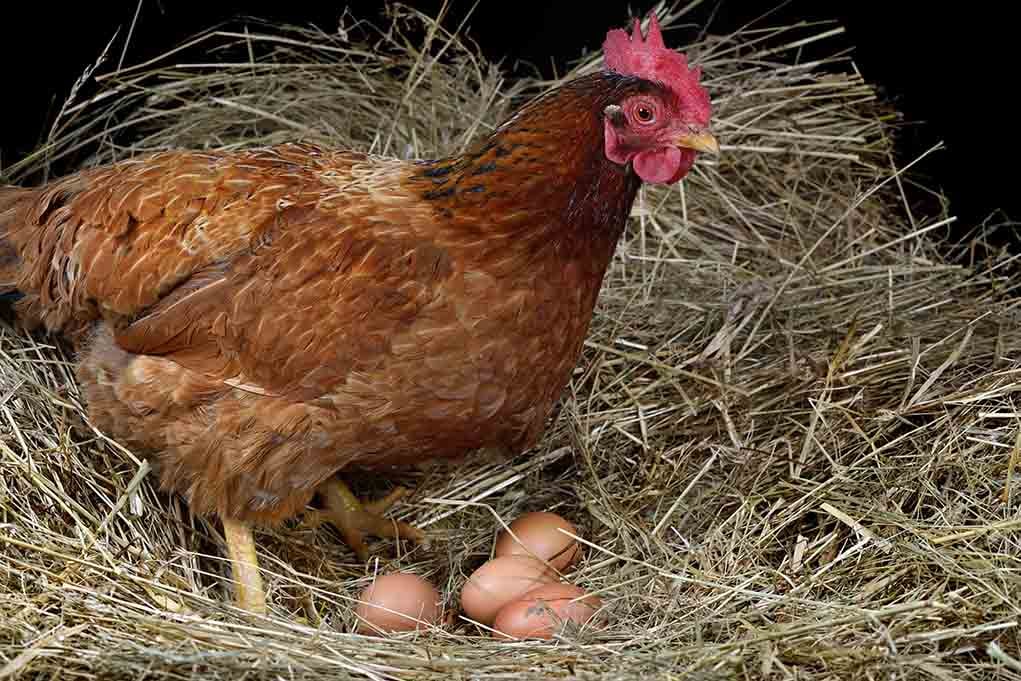 下蛋的鸡