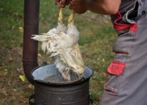 Scalding a chicken before defeathering or plucking its feathers