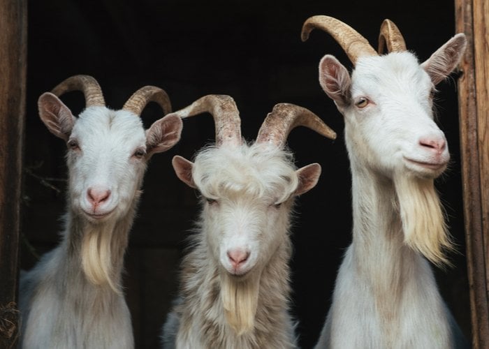 goats with horns