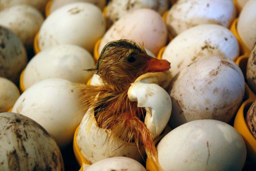 在孵化器里孵出的小鸭——如何养鸭子