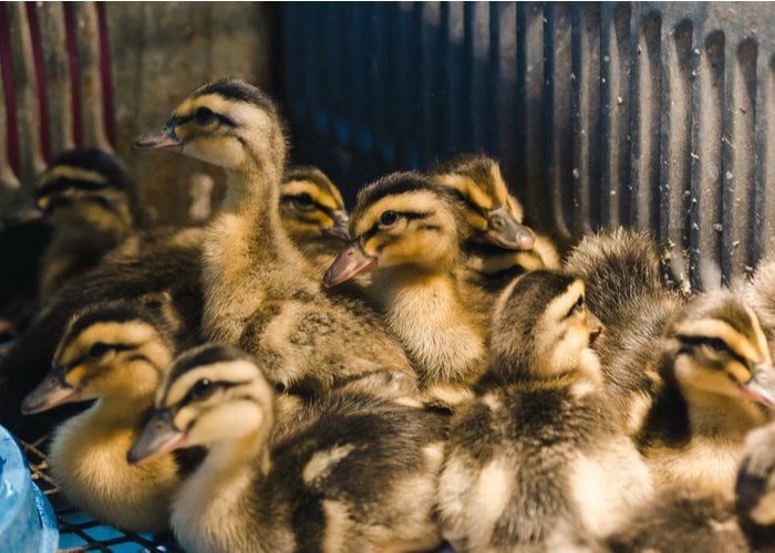 How to breed ducks featured image