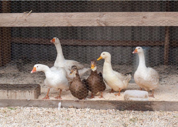 Duck Breeds That Can't Fly - domestic ducks in enclosed coop to protect from predators