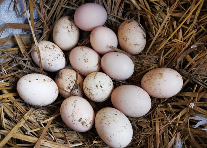 raising ducks for eggs