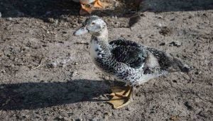 Ancona Duck - duck breeds that can't fly