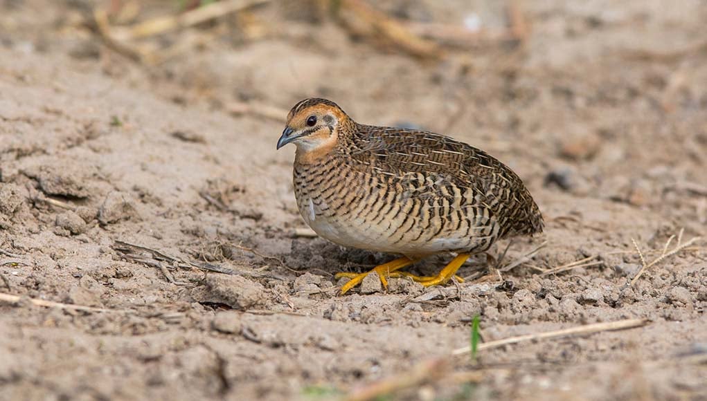 Complete Guide to Raising Quail as Pets