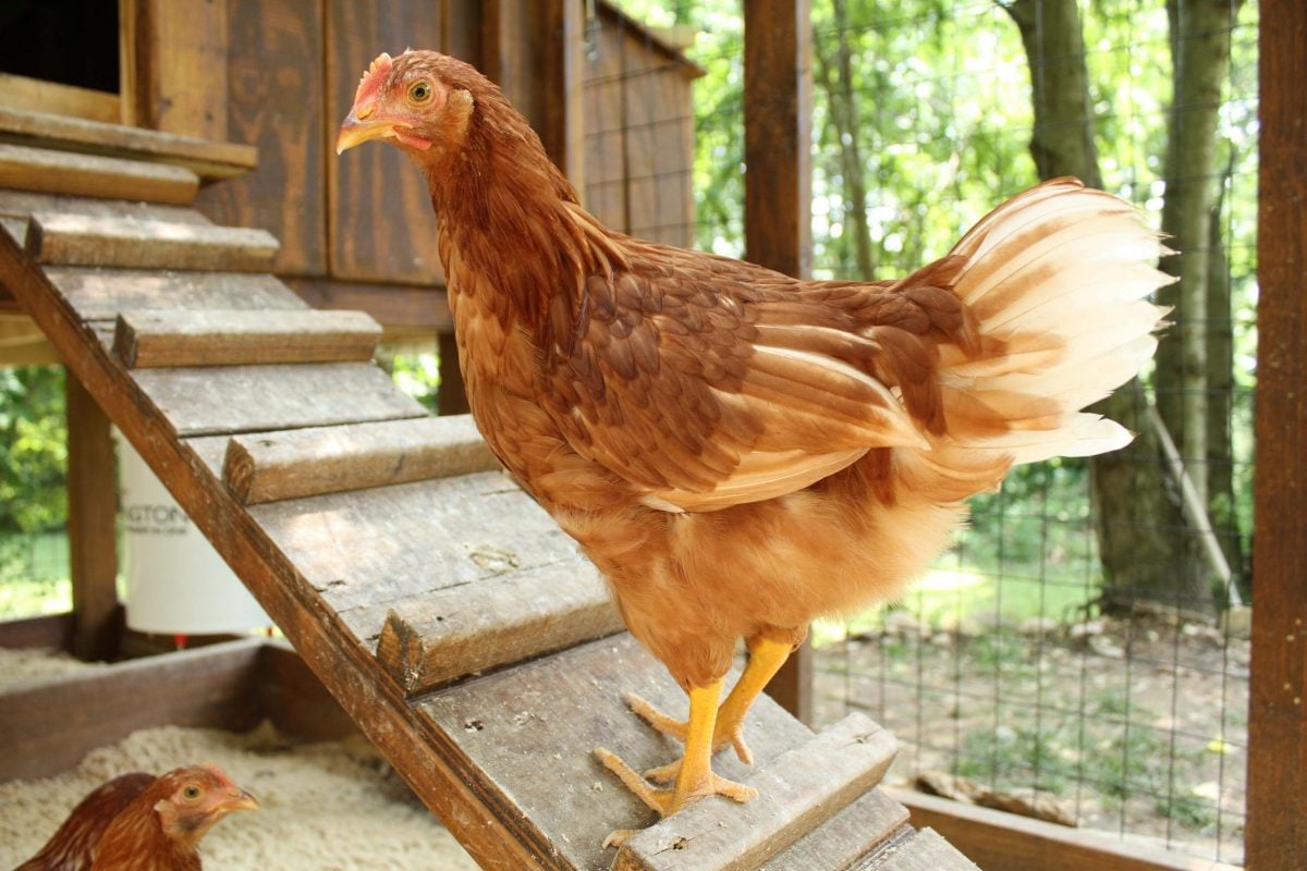 2020年为你的鸡群设计的十大最佳DIY鸡笼