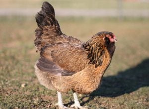 Easter Egger - egg-laying chicken for beginners