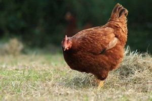 rhode island red chicken can lay large brown eggs