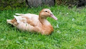 Buff - best duck breeds for beginners