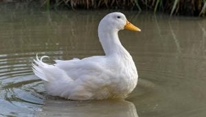 Pekin - best duck breeds for beginners