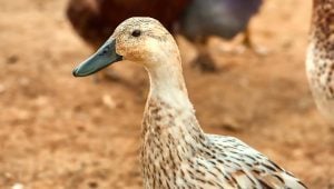 Welsh-Harlequin best duck breeds for beginners
