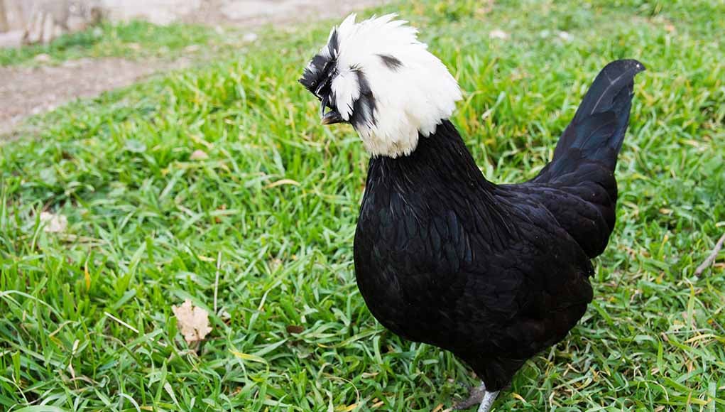 Popular Ornamental Chicken Breeds