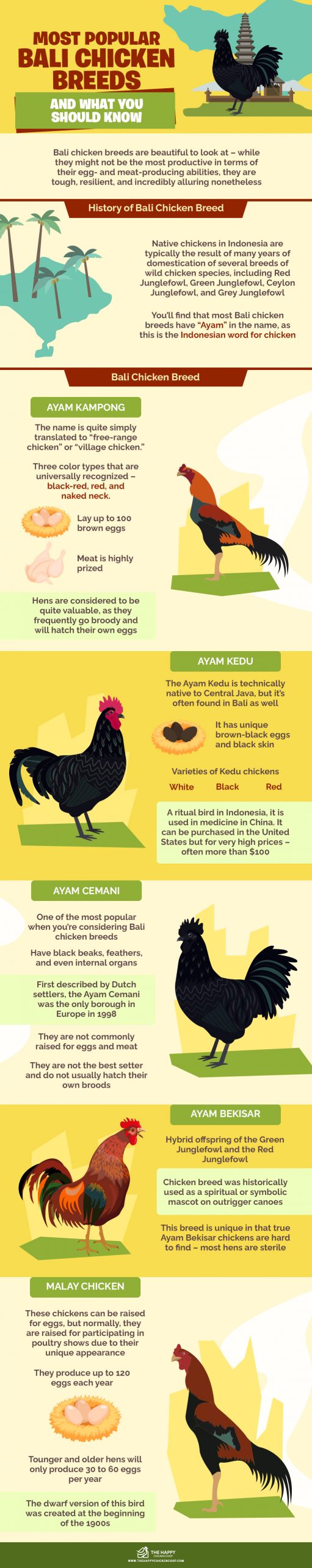 巴厘岛鸡品种