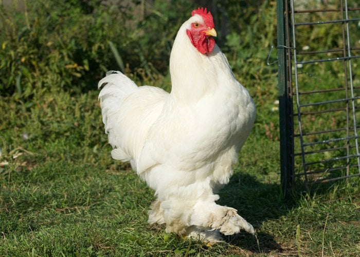 科钦鸡是观赏鸡的品种