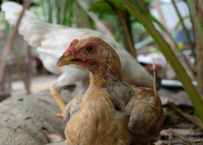 阿亚姆甘榜巴厘鸡品种