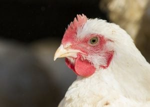 康沃尔杂交鸡-最好的鸡品种的业务