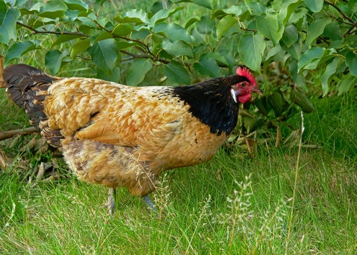 拉肯菲尔德鸡是观赏鸡的品种