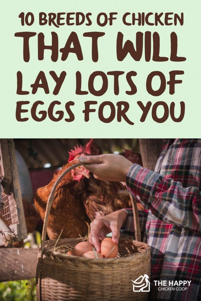 下很多蛋的鸡