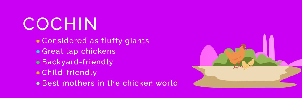 十大最友好的鸡品种