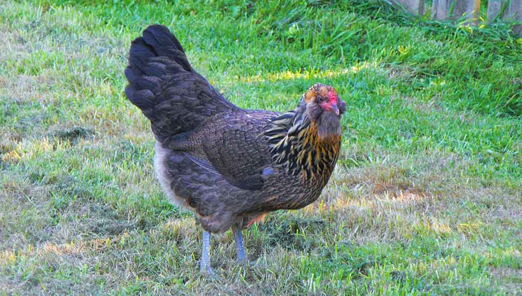 Ameraucana鸡-护理指南，颜色品种和更多