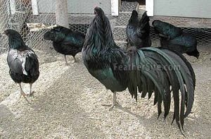 黑苏门答腊鸡